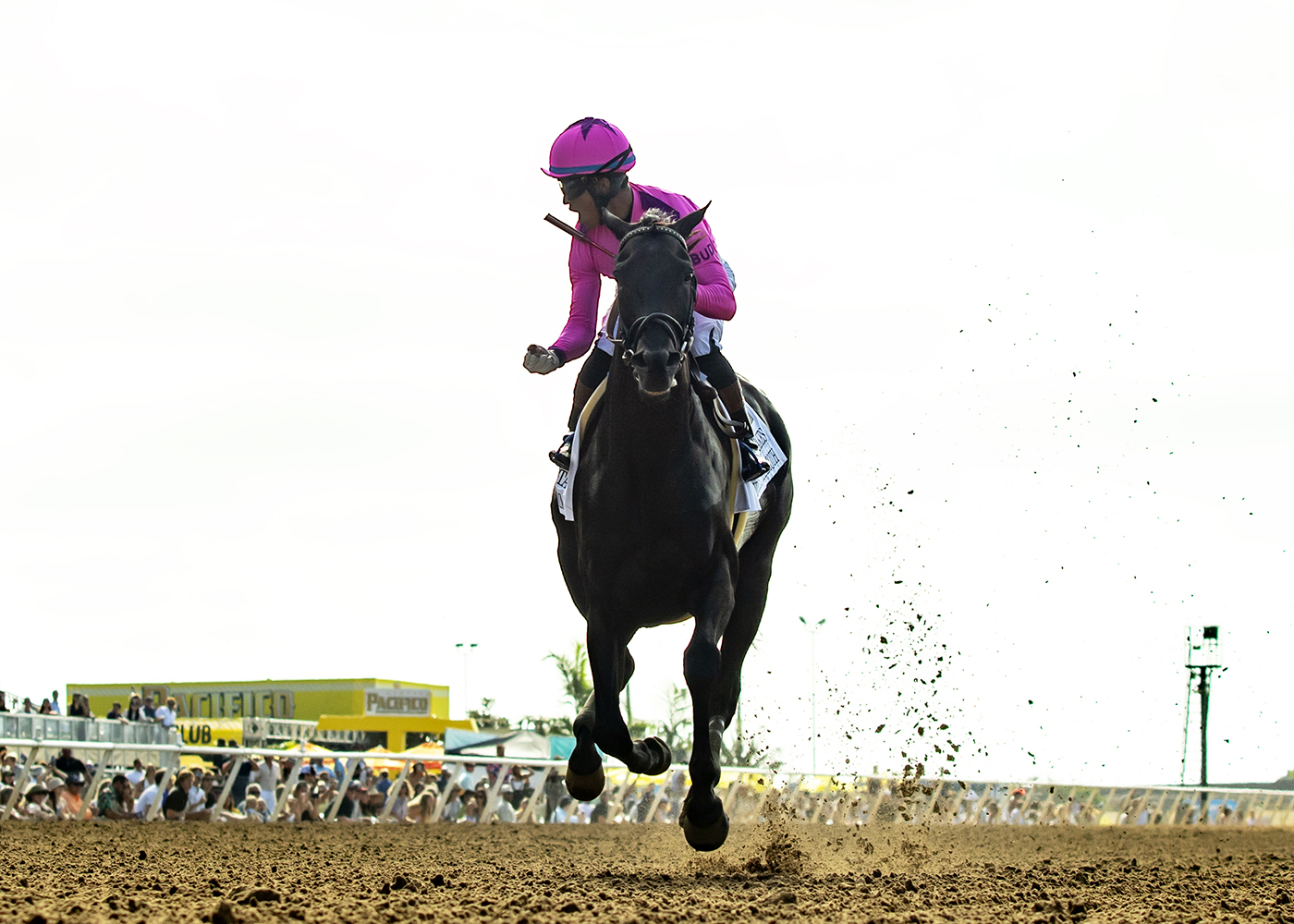 Midnight Mammoth racing head-on in pink silks